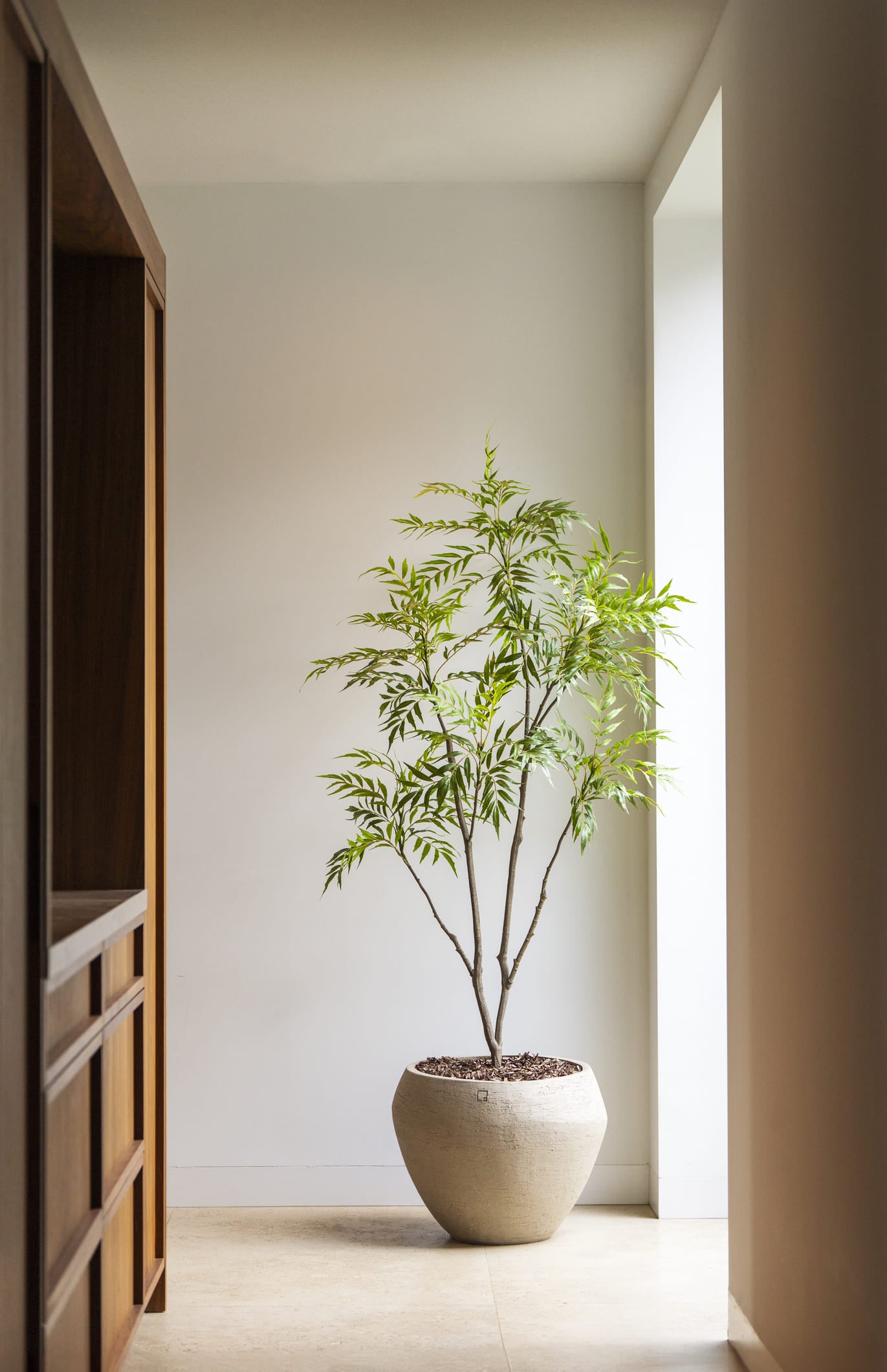 Bamboe plant