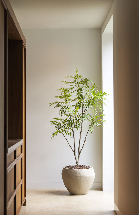 Bamboe plant