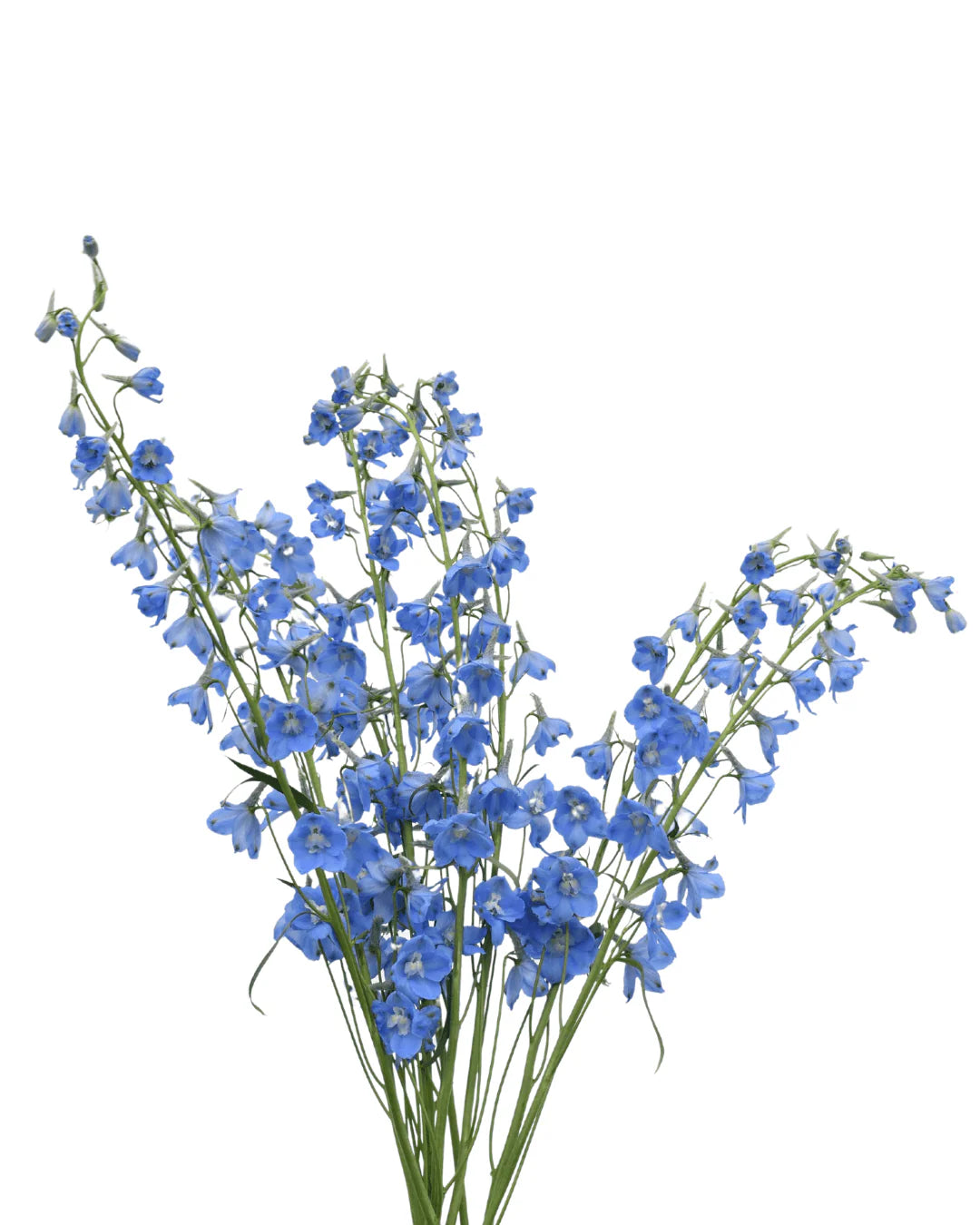 Delphinium bundel