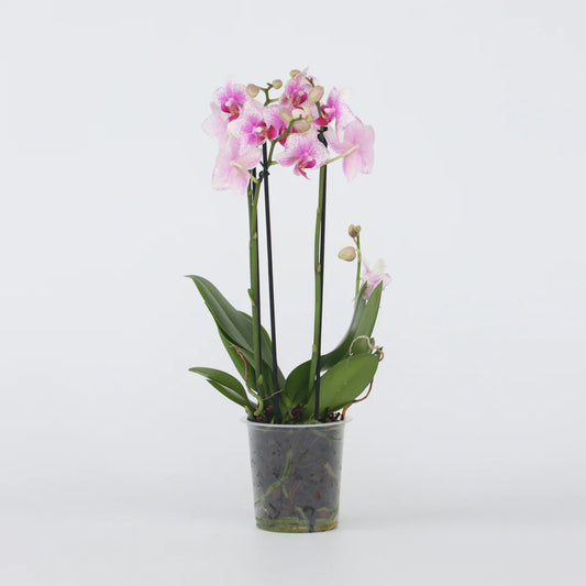 Orchidee plant