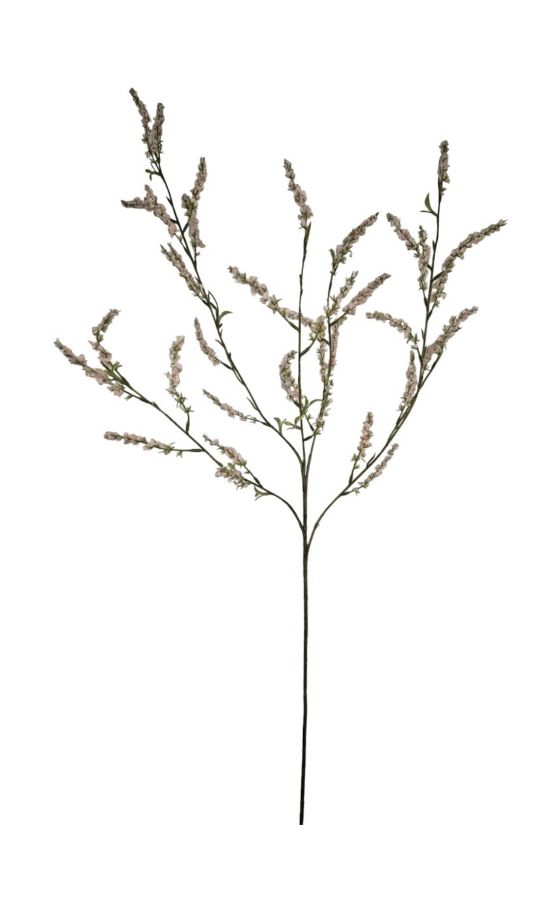 Bruidsbloem