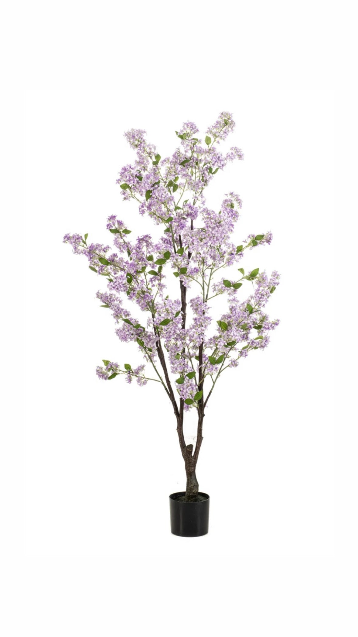 Jasmijn plant