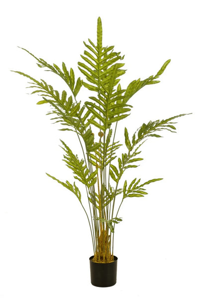 Varen plant