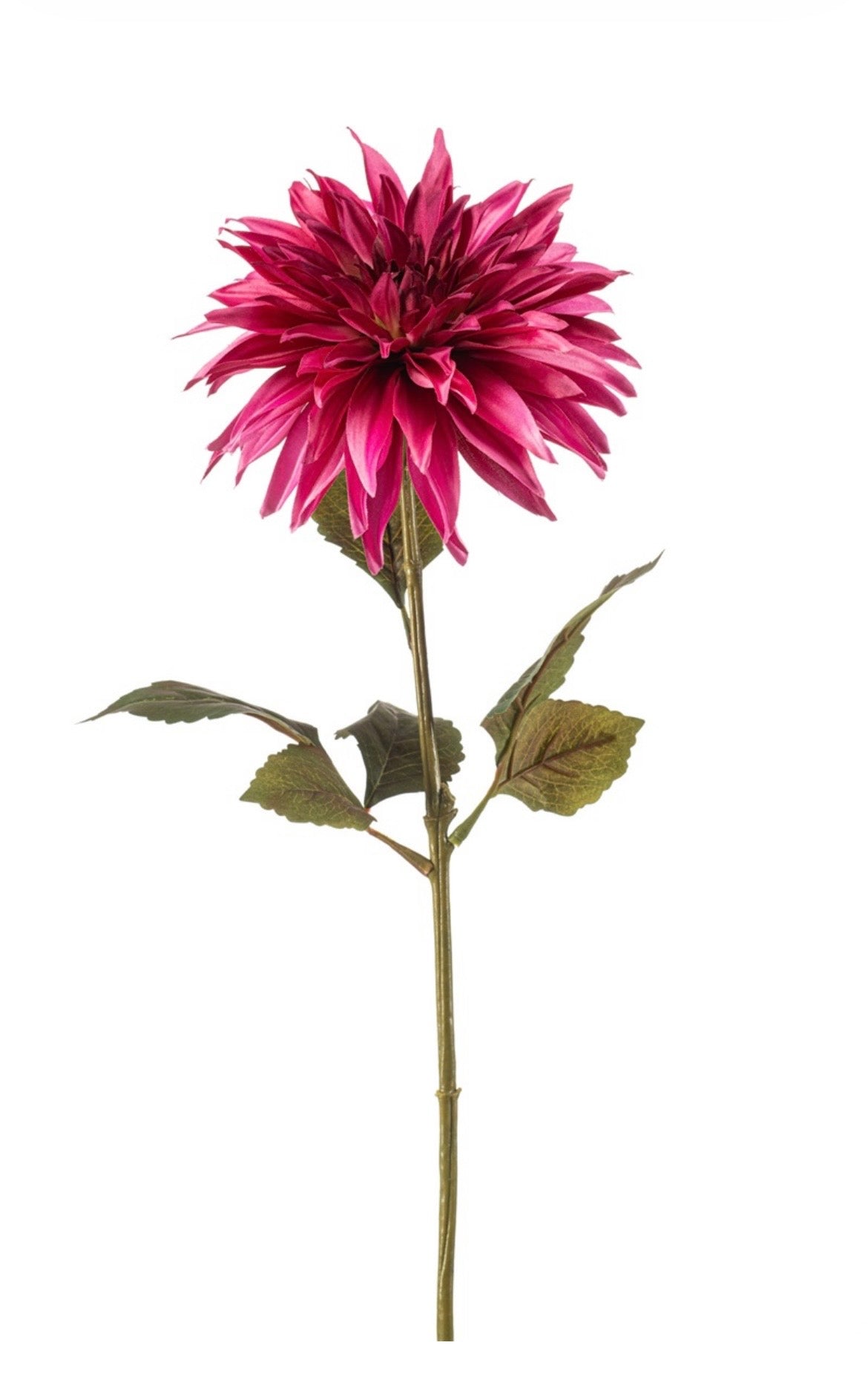 Dahlia bloem