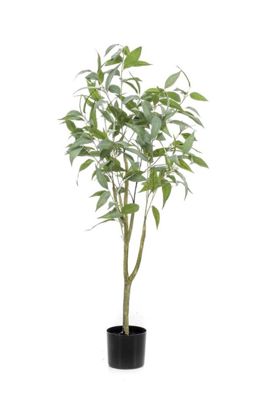 Eucalyptus plant
