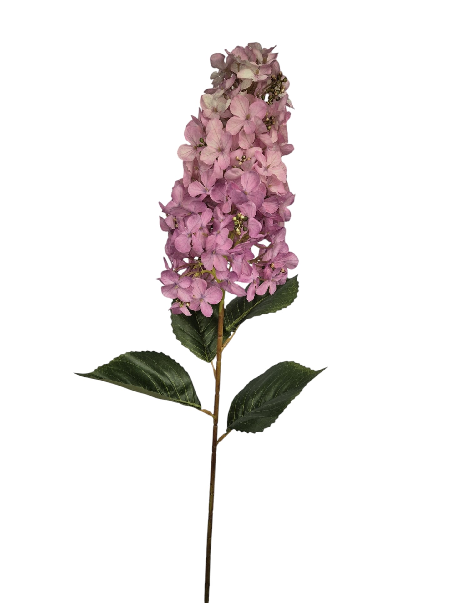 Hortensia bloem