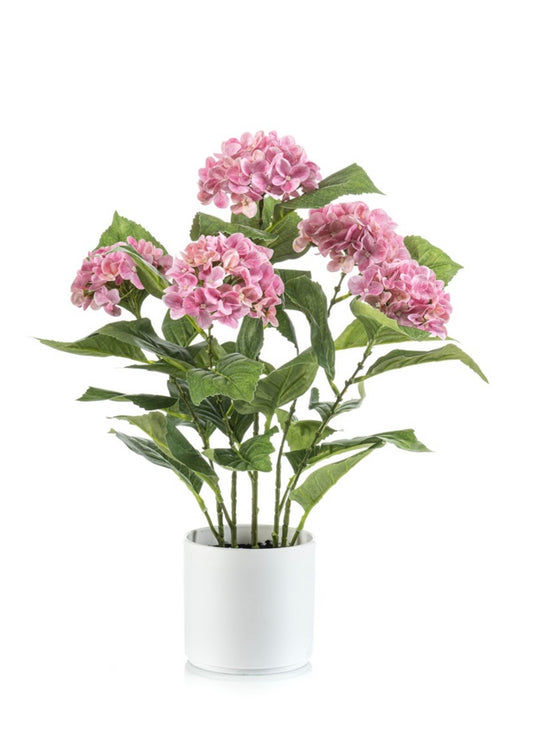 Hortensia + pot
