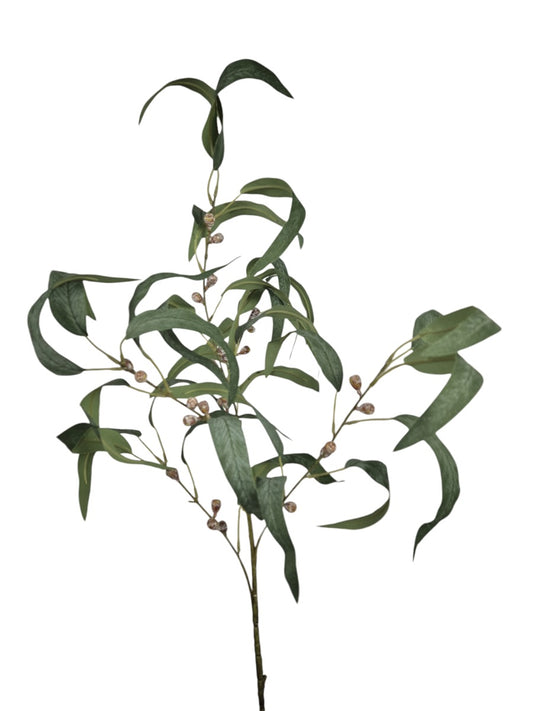 Eucalyptus tak