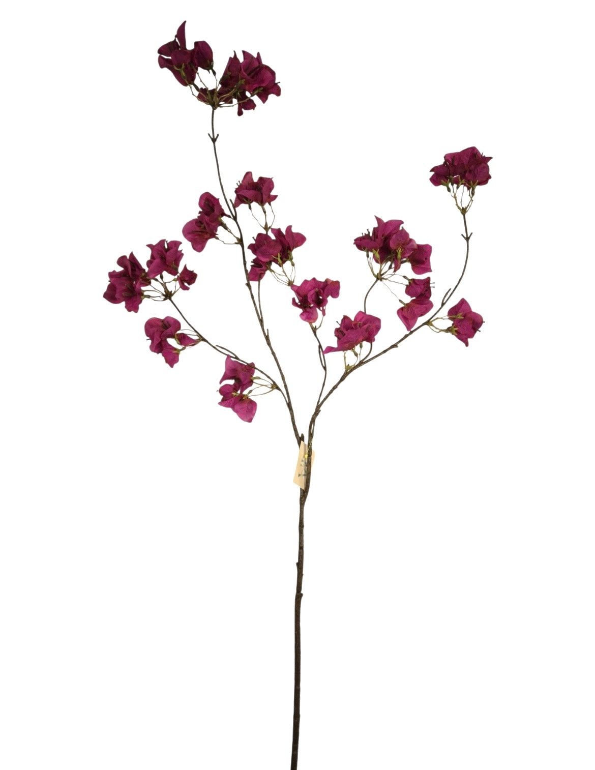 Bougainville