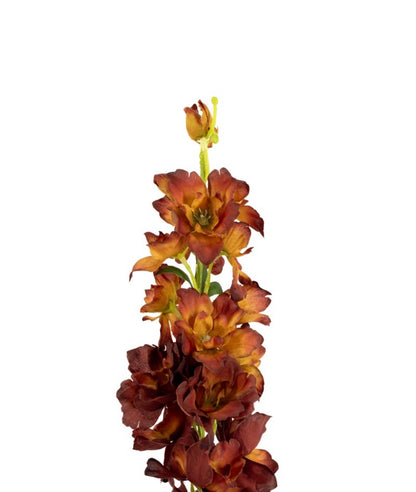 Delphinium