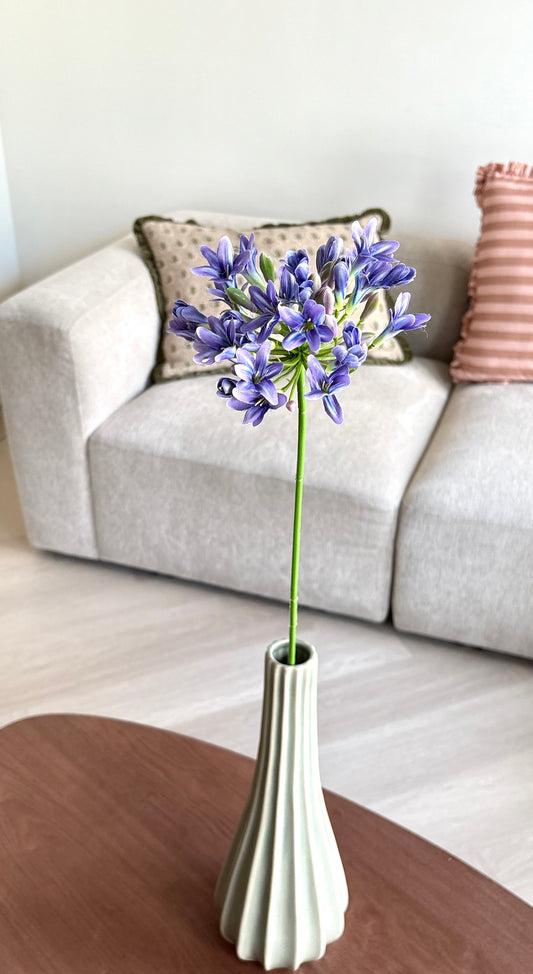 Agapanthus bloem