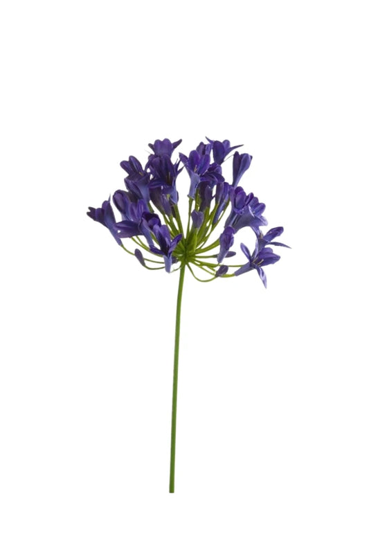 Agapanthus bloem