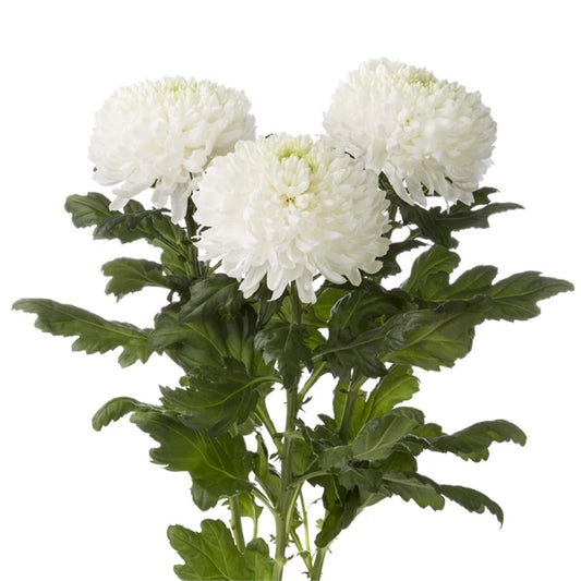 Chrysant bundel