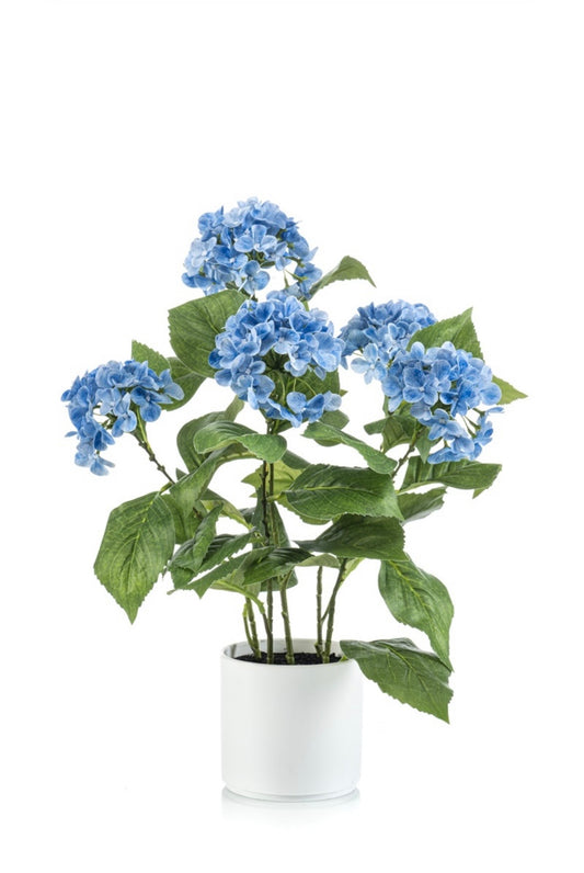 Hortensia + pot