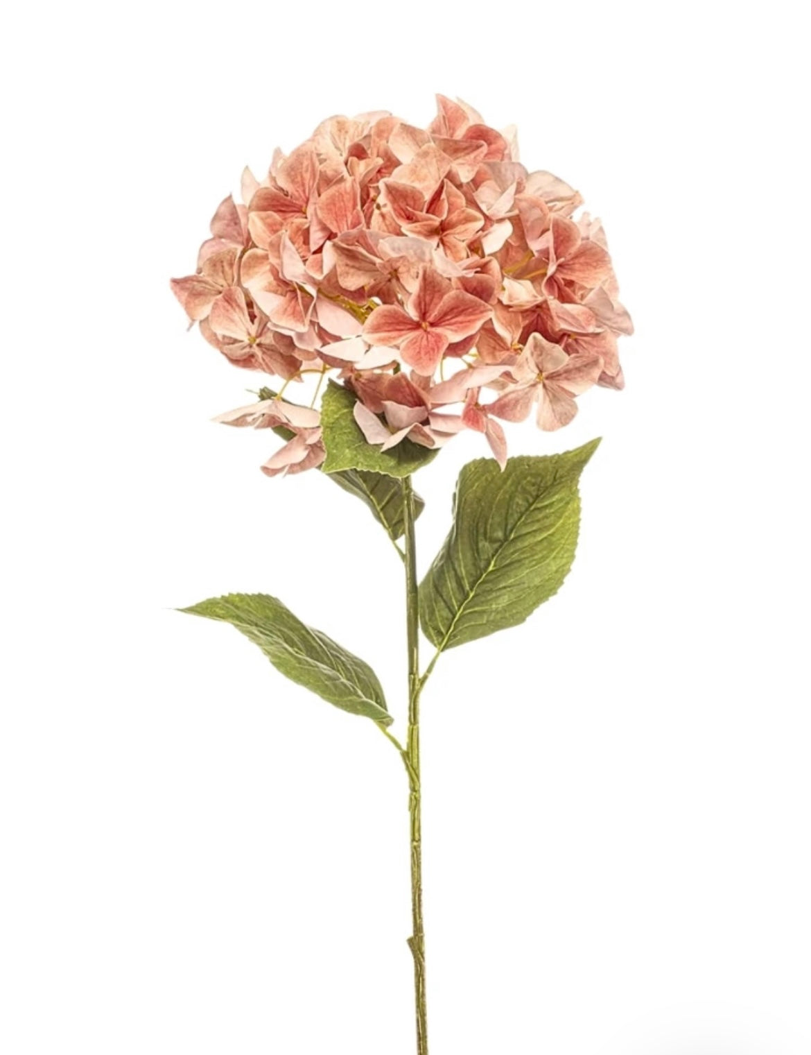 Hortensia bloem