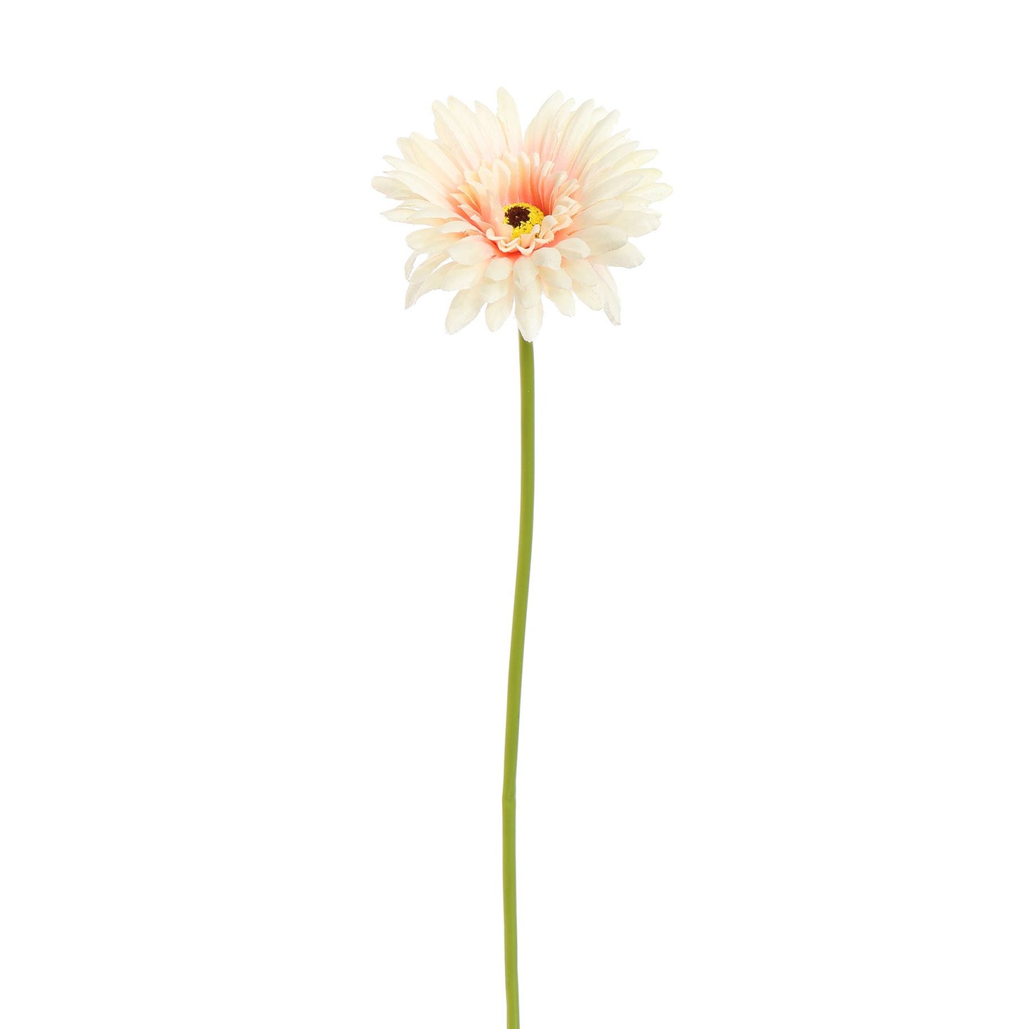 Gerbera