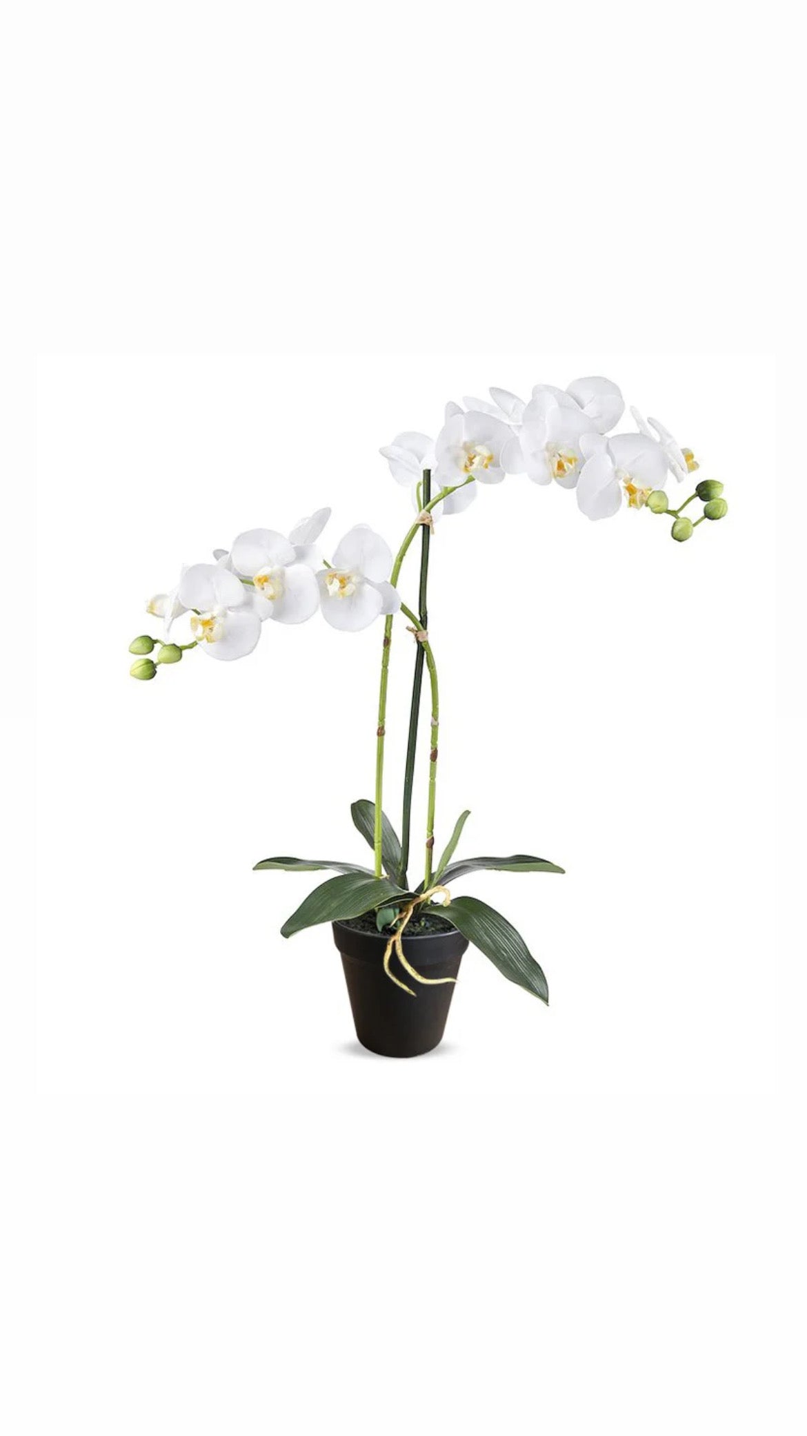 Orchidee plant