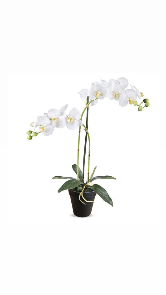 Orchidee plant